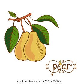 Big yellow pear on white background isolated. 