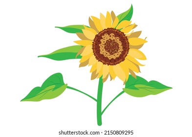 Girasol amarillo grande en la ilustración decorativa de estilo plano.