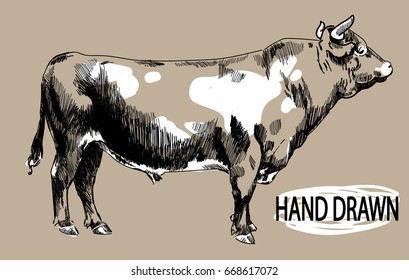 Big young bull. Cow. Drawing by hand in vintage style. Children's drawing. Meat, beef. Farm products.