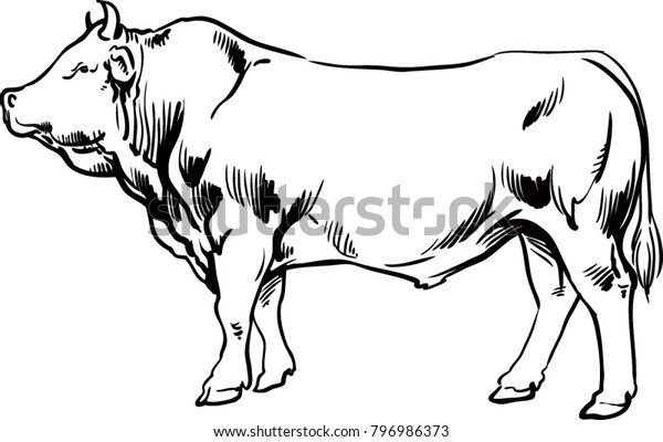 Big Young Bull Cow Meat Beef Stock Vector (Royalty Free) 796986373 ...