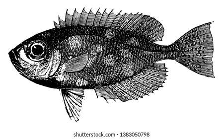 Bigeye es un pez que tiene un gran ojo, dibujo vintage de líneas o ilustración de grabado.