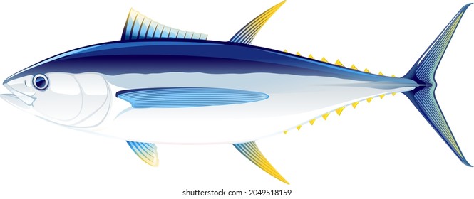 Großaugenthun-Fisch in Seitenansicht, realistische Meeresfischgrafik auf weißem Hintergrund, Handels- und Freizeitfischerei