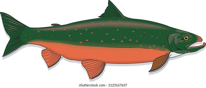 Biggest Arctic Char Legendary Cold Water Fish Marine Salmonidae Species Vector Art Illustration Isolated