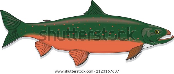 Biggest Arctic Char\
Legendary Cold Water Fish Marine Salmonidae Species Vector Art\
Illustration Isolated
