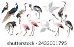 Biggest birds set in realistic style, high quality detail. Vector.