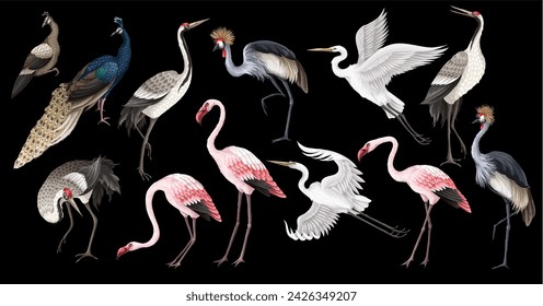 Biggest birds set in realistic style, high quality detail. Vector