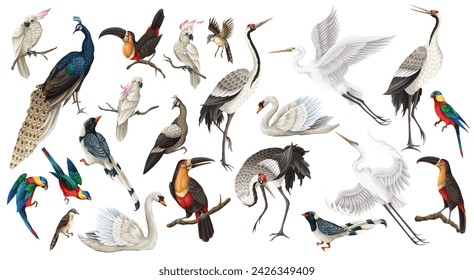 Biggest birds set in realistic style, high quality detail. Vector