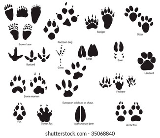 7,302 Tiger foot prints Images, Stock Photos & Vectors | Shutterstock