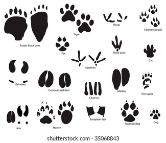 7,302 Tiger foot prints Images, Stock Photos & Vectors | Shutterstock