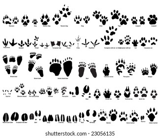 Biggest Set of Animal and Bird Trails Silhouettes With Title About Kind of Animals. Bears, Wolves, Many Kind of Different Birds and Other Fauna Represented in Set. High Detail. Vector Illustration. 