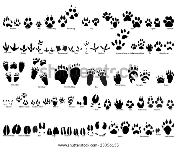 Biggest Set of Animal and Bird Trails Silhouettes With
Title About Kind of Animals. Bears, Wolves, Many Kind of Different
Birds and Other Fauna Represented in Set. High Detail. Vector
Illustration. 