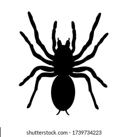 Biggest spider symbol. Tarantula vector silhouette isolated on white background. Arachnophobia, nightmare.