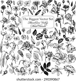 The biggest vintage vector floral set of isolated elements in Victorian style, flowers and buds, leaves and branches, ink drawing, imitation of engraving, hand drawn design natural collection