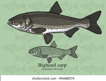 Bighead carp. Vector illustration with refined details and optimized stroke that allows the image to be used in small sizes (in packaging design, decoration, educational graphics, etc.)