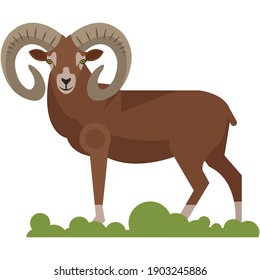 Bighorn ram flat vector style. Argali or big mountain sheep mascot. Wild animal character isolated on white background. Cloven-hoofed mammals