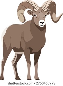 Bighorn ram mountain sheep vector illustration isolated on white background.