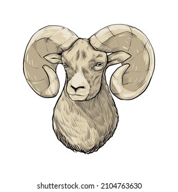 Bighorn Sheep Drawing Vector Color Stock Vector (Royalty Free) 2104763630