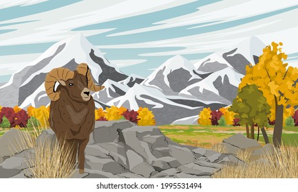 Bighorn Sheep Ovis Canadensis With Large Horns Stands On Rocks In A Mountain Valley With Bright Autumn Trees. Wild Mammals Of North America. Realistic Vector Landscape