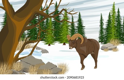 Bighorn Schafe Ovis canadensis wandert im Schnee nahe Firs und einem großen Baum. Wilde Säugetiere Nordamerikas im Winter. Realistische Vektorlandschaft