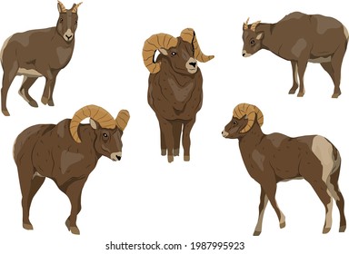 Bighorn sheep set. Males and females of Ovis canadensis. Wild mammals of North America. Realistic vector animal