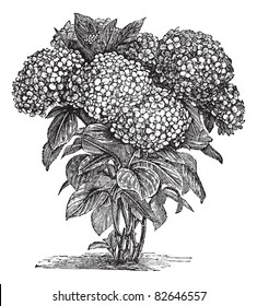 Bigleaf Hydrangea or Hydrangea macrophylla or French Hydrangea or Lacecap Hydrangea or Mophead Hydrangea or Penny Mac or Hortensia, vintage engraving.Trousset encyclopedia (1886 - 1891).