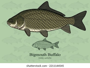 Bigmouth Buffalo. Vector illustration with refined details and optimized stroke that allows the image to be used in small sizes (in packaging design, decoration, educational graphics, etc.)