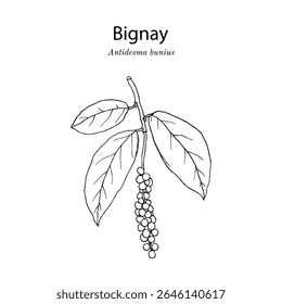 Bignay, or salamander tree (Antidesma bunius), medicinal and edible plant. Hand drawn botanical vector illustration