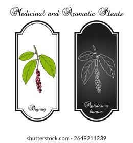 Bignay, ou salamandra (Antidesma bunius), planta medicinal e comestível. Ilustração vetorial botânica desenhada à mão