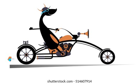 Biker dog.
