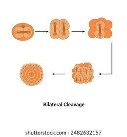 Bilateral Cleavage biology element Class Chordata