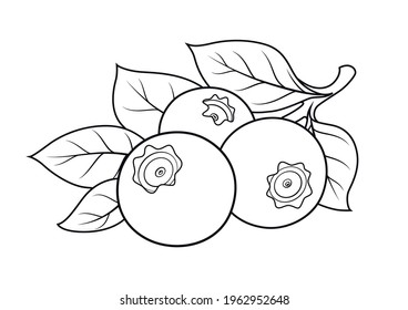 Bilberries. Ripe fresh berry. Useful fruit, Isolated on white background. Eps10 vector illustration.