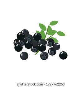 Bilberry berry vector illustration on the white background. Vector illustration