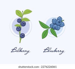Bilberry and blueberry difference. Comparison. Vector isolated icons illustration set. On a white background. Berries.