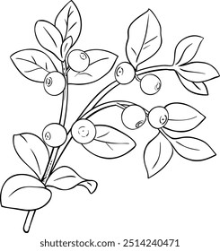 Bilberry Branch with Berries Outline Illustration