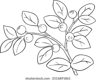 Bilberry Branch with Berries Outline Illustration