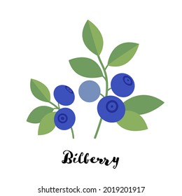 Bilberry plant on white background