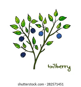 Bilberry ripe. Vector illustration
