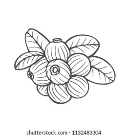 Bilberry - vector Hand drawn sketch illustration isolayed on white