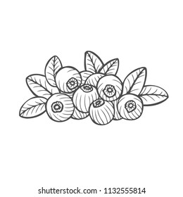 Bilberry - vector Hand drawn sketch illustration isolayed on white