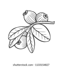 Bilberry - vector Hand drawn sketch illustration isolayed on white