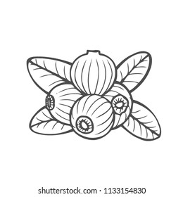 Bilberry - vector Hand drawn sketch illustration isolayed on white
