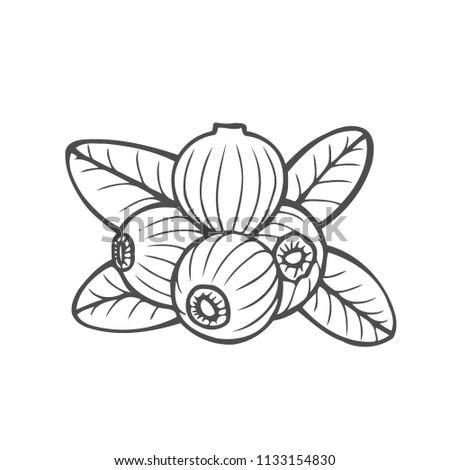 Bilberry - vector Hand drawn sketch illustration isolayed on white