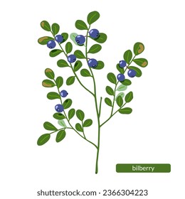Bilberry vector illustration. European blueberry. Hand drawn green shrub with northern blue forest berries isolated on white background. Natural healthy food with vitamins. Jam, juice, pie ingredient