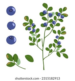 Bilberry vector illustration. Northern blue forest berries and branches with leaves isolated on white background. Hand drawn cartoon organic natural healthy food with vitamins and antioxidants