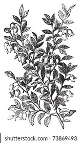 Bilberry, whortleberry or Vaccinium myrtillus engraving. Old vintage illustration of bilberry plant. Vaccinium myrtillus was voted the County flower of Leeds in 2002.