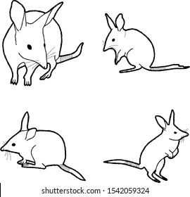 Bilby Animal Vector Illustration Hand Drawn Cartoon Art