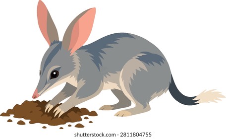 Bilby digging side view with large ears, nocturnal marsupial, flat vector illustration