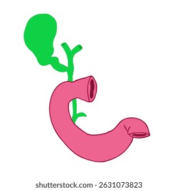 bile drainage science illustration useful for healthcare projects and educational purposes.