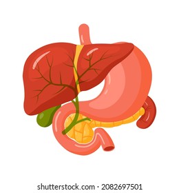 Bile Duct. Human Biliary Tree. Anatomy Concept For Medical Designs. Vector Illustration Isolated On A White Background In Cartoon Style.