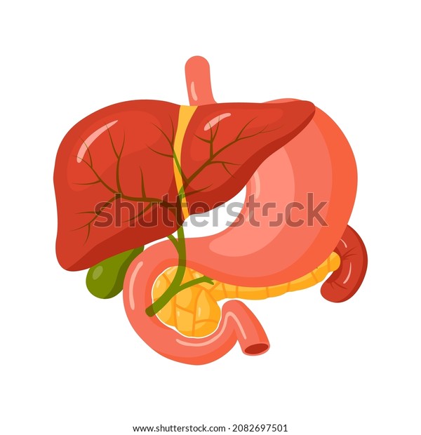 Bile duct. Human biliary tree. Anatomy concept for
medical designs. Vector illustration isolated on a white background
in cartoon style.